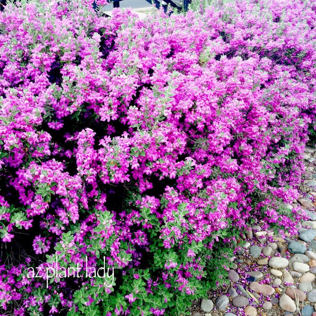 Nikotia Leucophyllum Texas Sage Live Plant ( Set of 2 Plants)