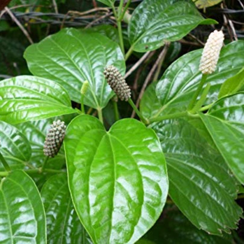 Lindi Piper Live Plant