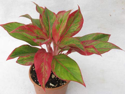 Indoor Lipstick Aglonema Plant (Pot included)