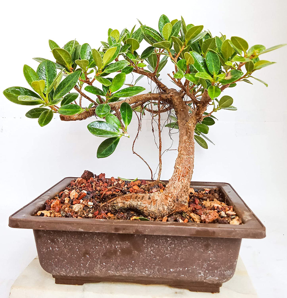 bonsai plant india Long Island 2 Years Old Live Mini Banyan Bonsai Plant – GreenParadiseLive