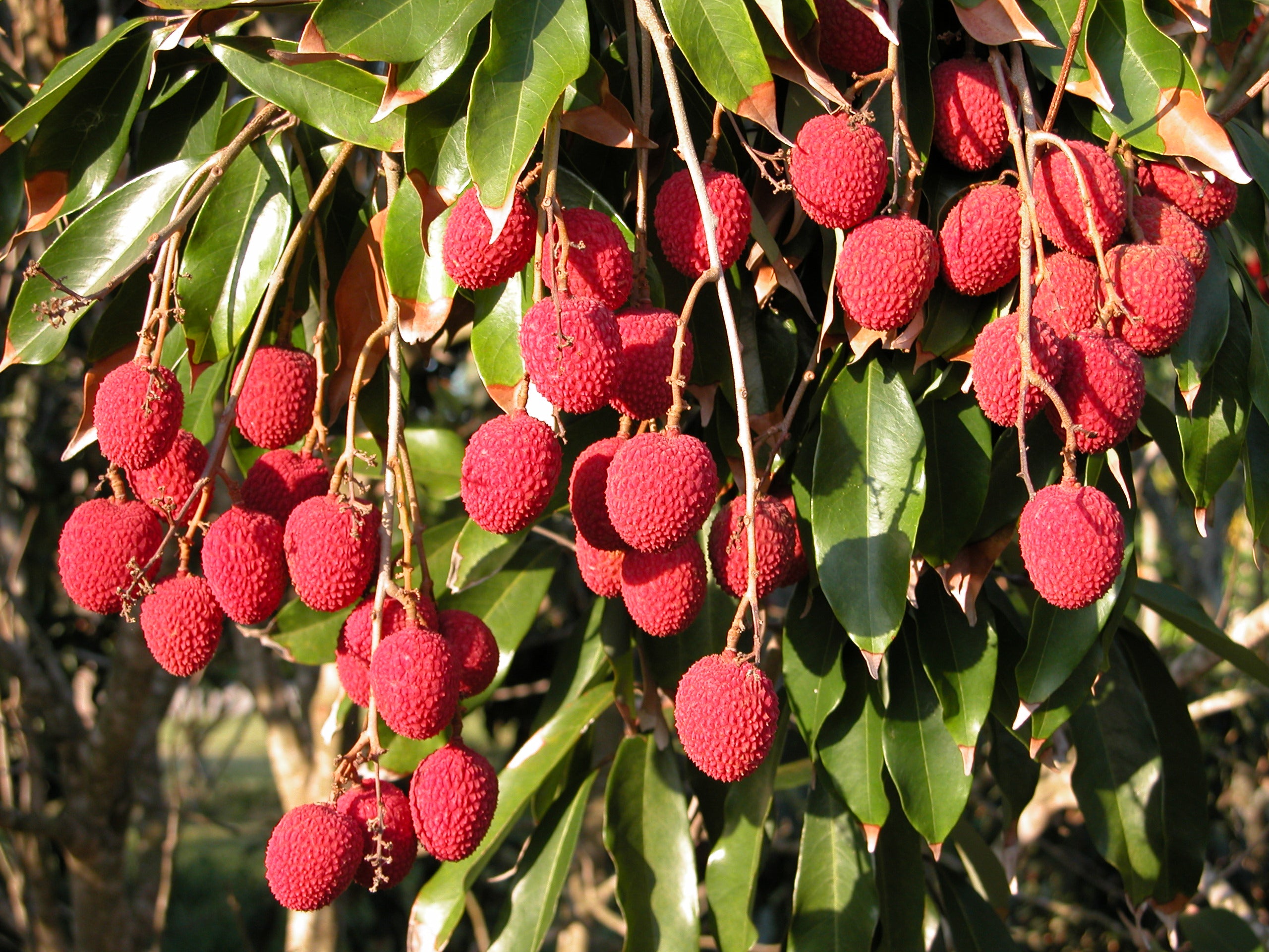 live litchi Plant Suitable For bonsai
