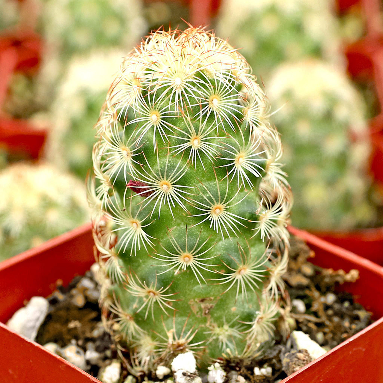 Mammillaria Elongata Cactus Plant