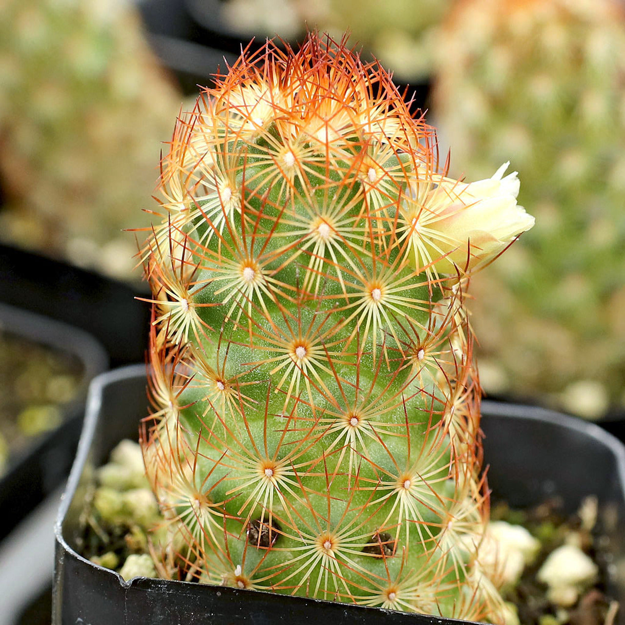 Mammillaria Elongata Cactus Plant