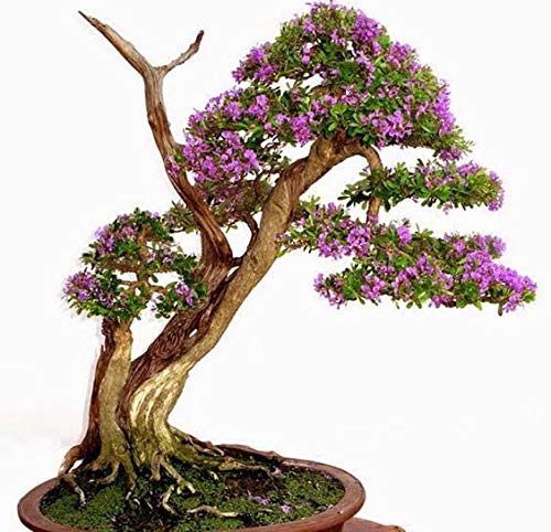 DESMODIUM MIni Blue Braya Sapling Plant