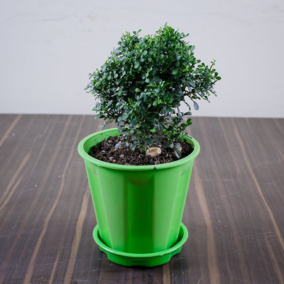 Mini Madhukamini Live Plant