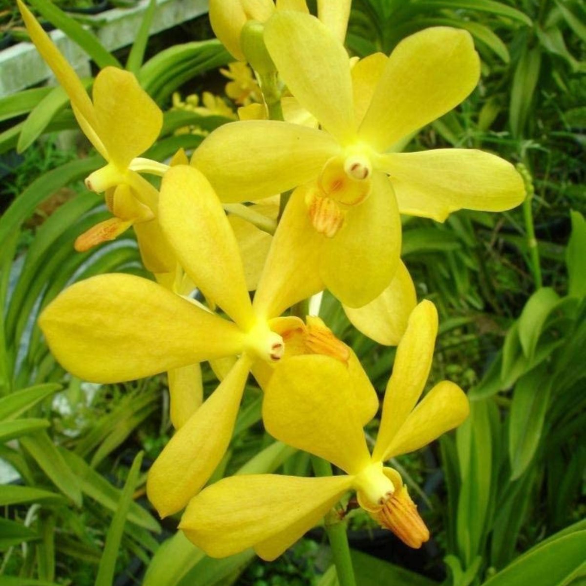 Mokara Orchid Live Plant (set of 3) without Pot