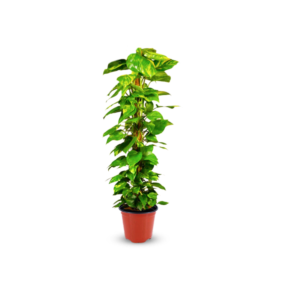 Moss Stick for Indoor, House and Plant Creepers Support (Brown, 3 Ft) 2 Pieces