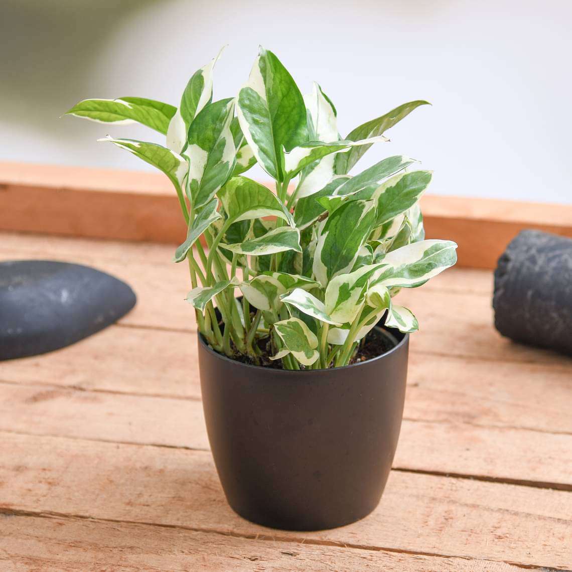 Money Plant Marble Live Plant