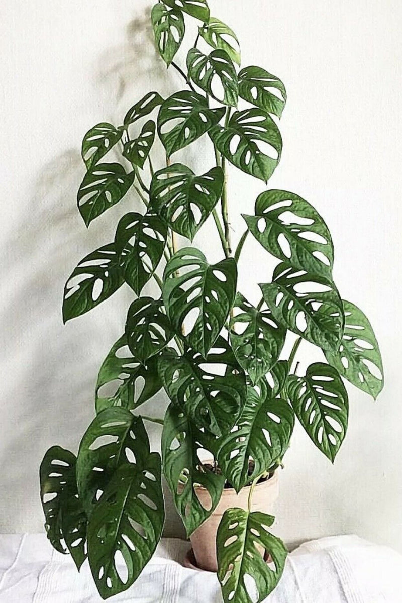 chinese money plant heart shaped leaves Green Paradise® Monstera Broken Heart Money Plant – GreenParadiseLive