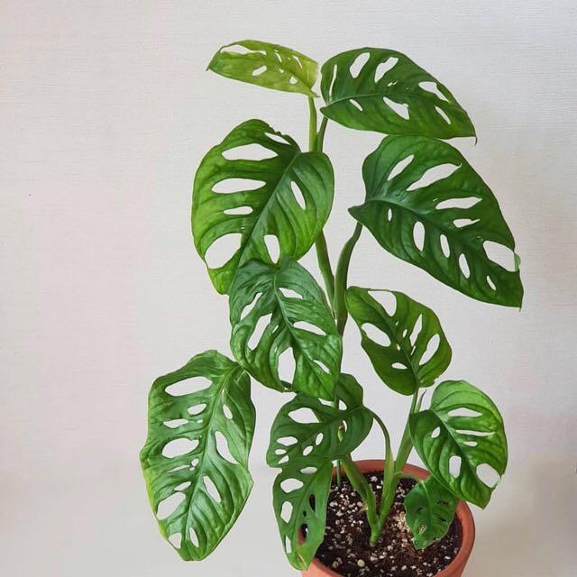 Green Paradise® Monstera Broken Heart Money Plant – GreenParadiseLive