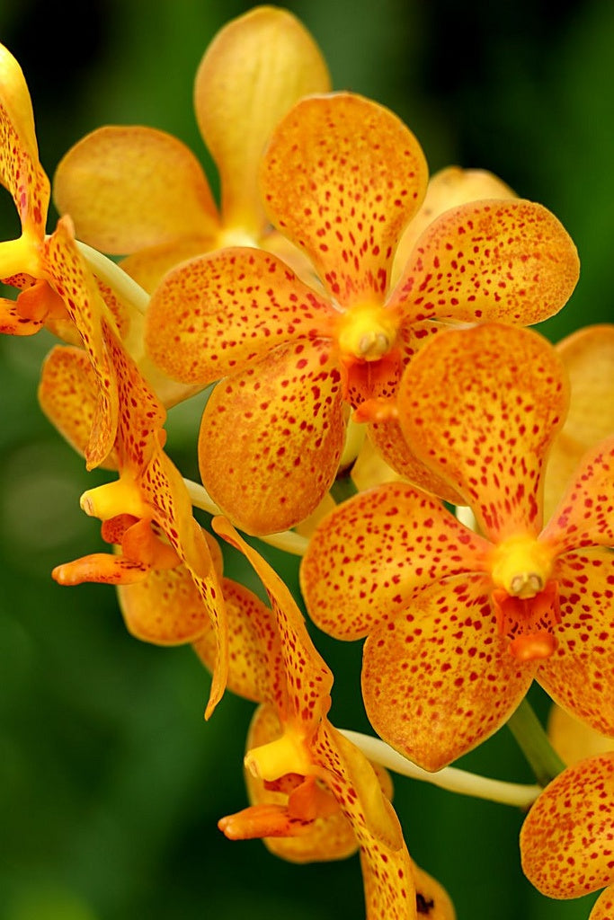 Multi Shade Orange Mokara Orchid