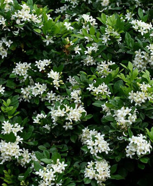 Murraya Paniculata Madhukamini Amazing Jasmine Fragrant Full Year Flowering Plant