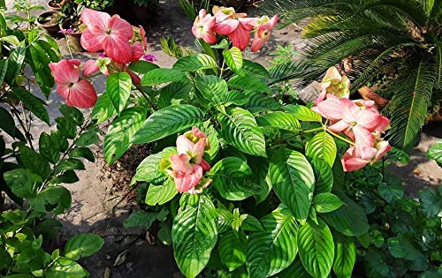 Musanda Pink Live Plant