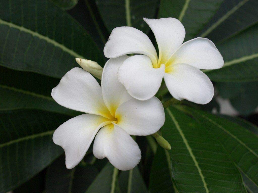 Goodluck Naag Champa Live Plant, Plumeria Live Plant