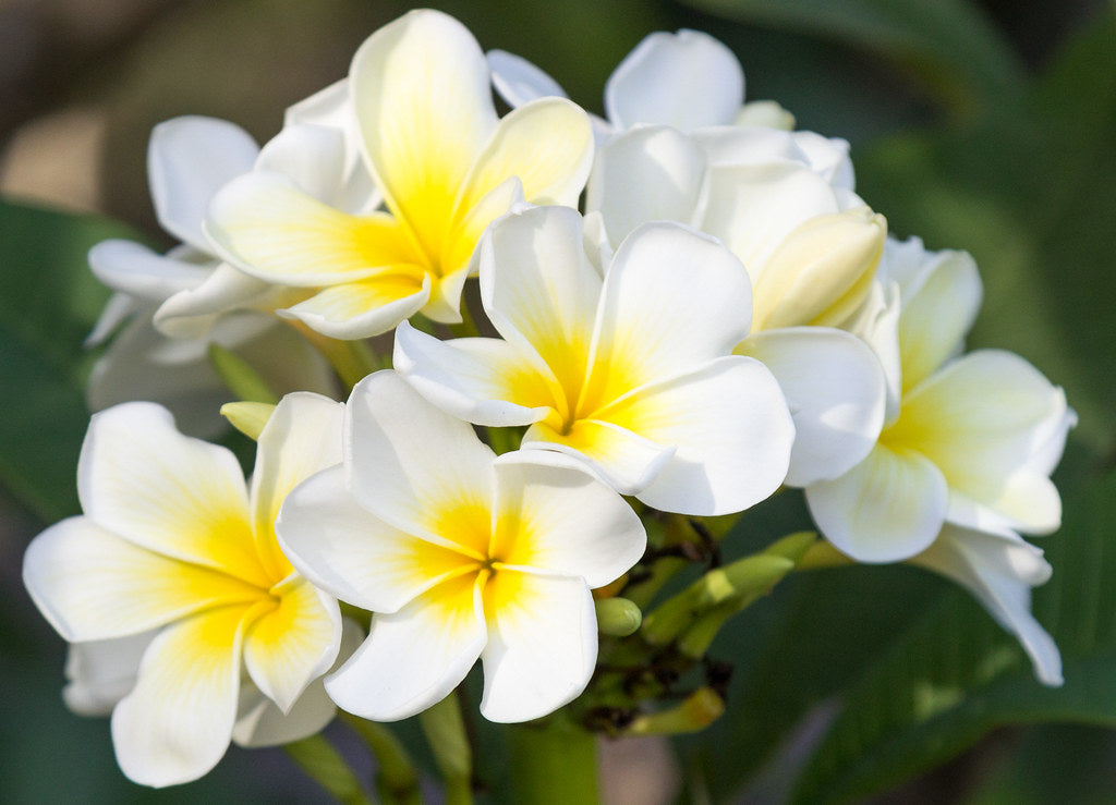 Naag Champa (White)
