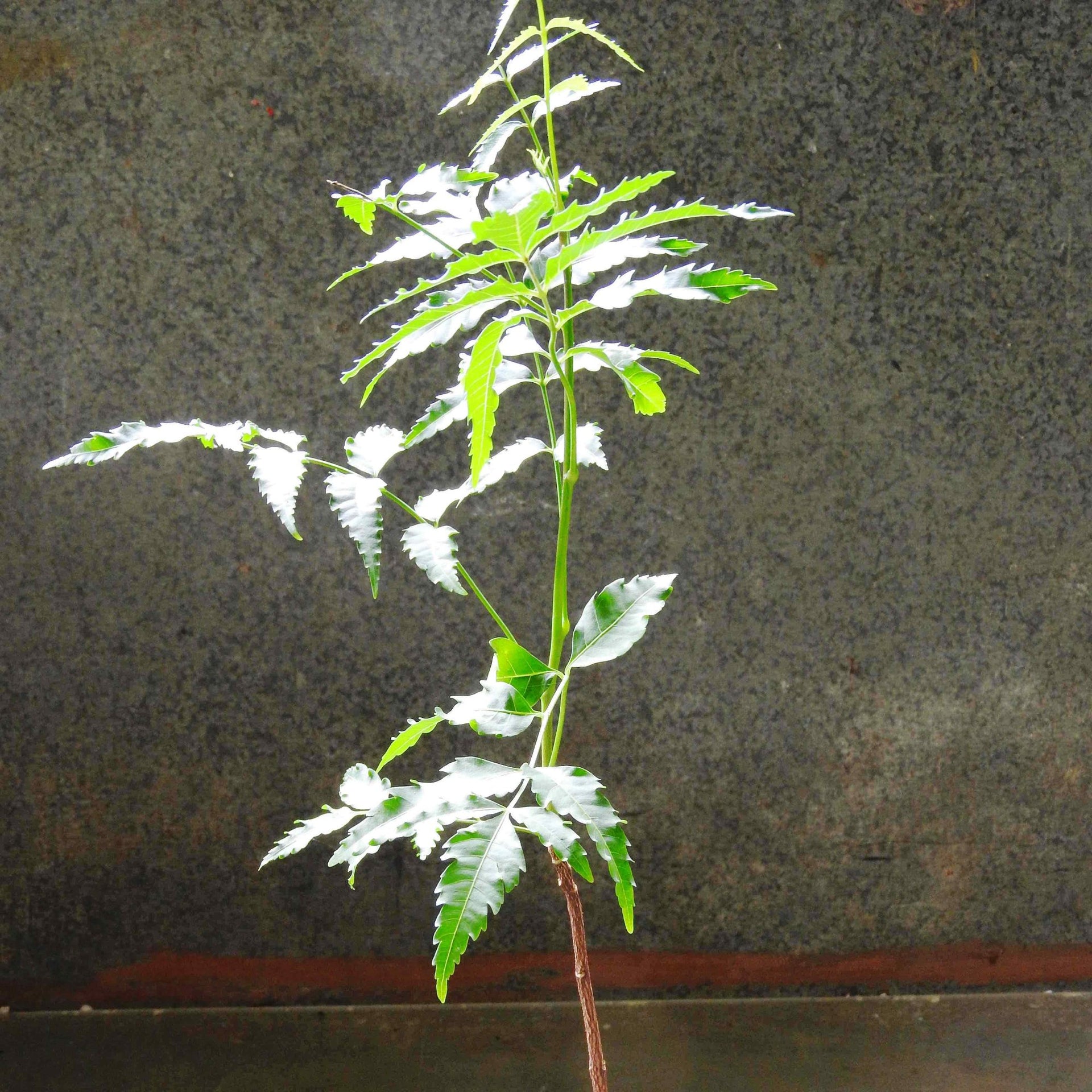 Neem Tree Live Plant
