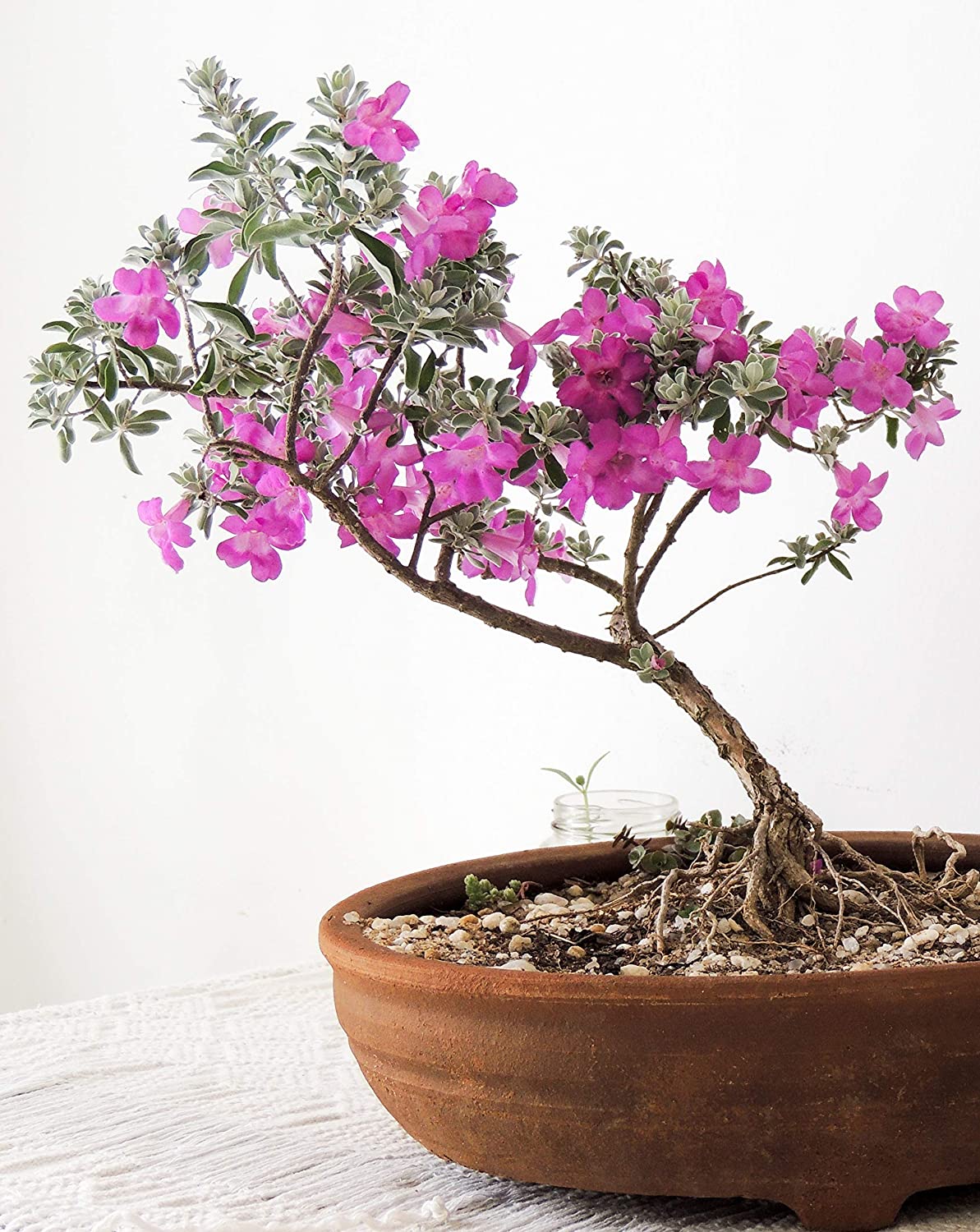 Nikotia Leucophyllum Texas Sage Live Plant ( Set of 2 Plants)