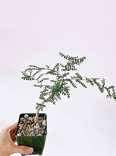 Operculicarya decaryi Elephant Tree Bonsai Suitable Small Sapling Tree Live Plant with Pot