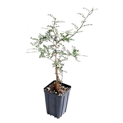 Operculicarya decaryi Elephant Tree Bonsai Suitable Small Sapling Tree Live Plant with Pot