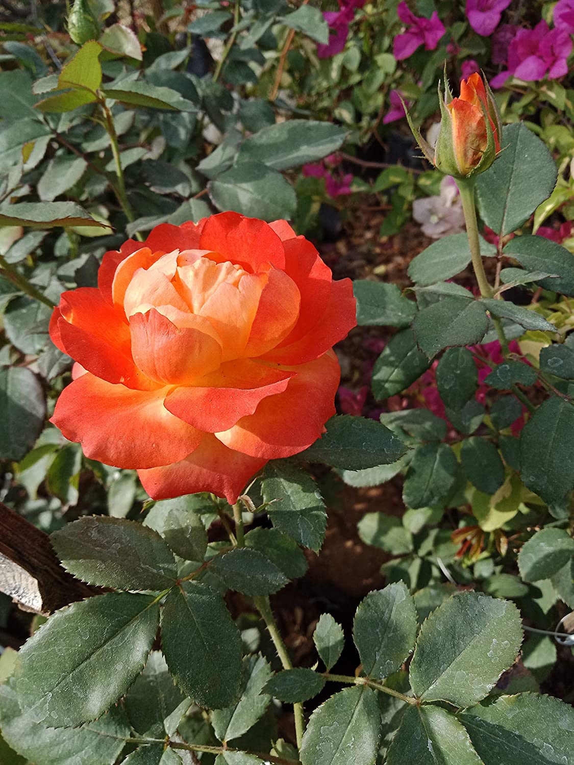 Exclusive Live Orange climbing rose Plant