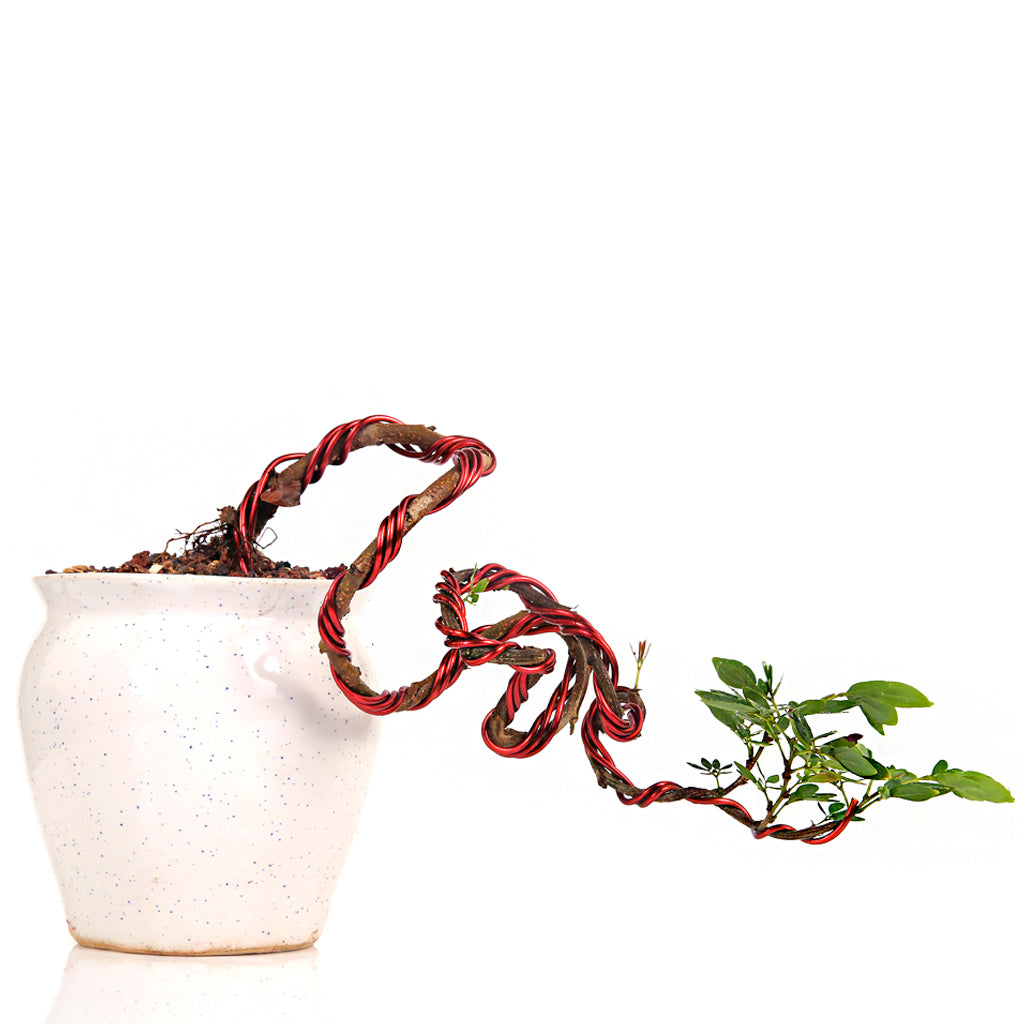 Bonsai Calliandra Surinamensis Powderpuff Tree