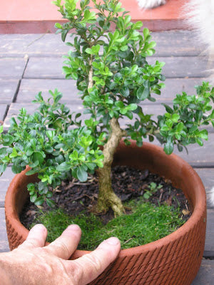 Green Paradise® BUXUS Microphylla Live boxwood bonsai tree