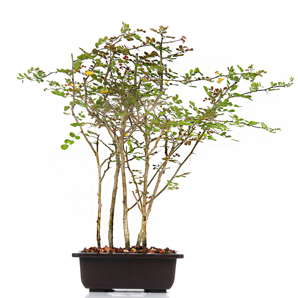 Dividivi Mini Forest With Bonsai Pot