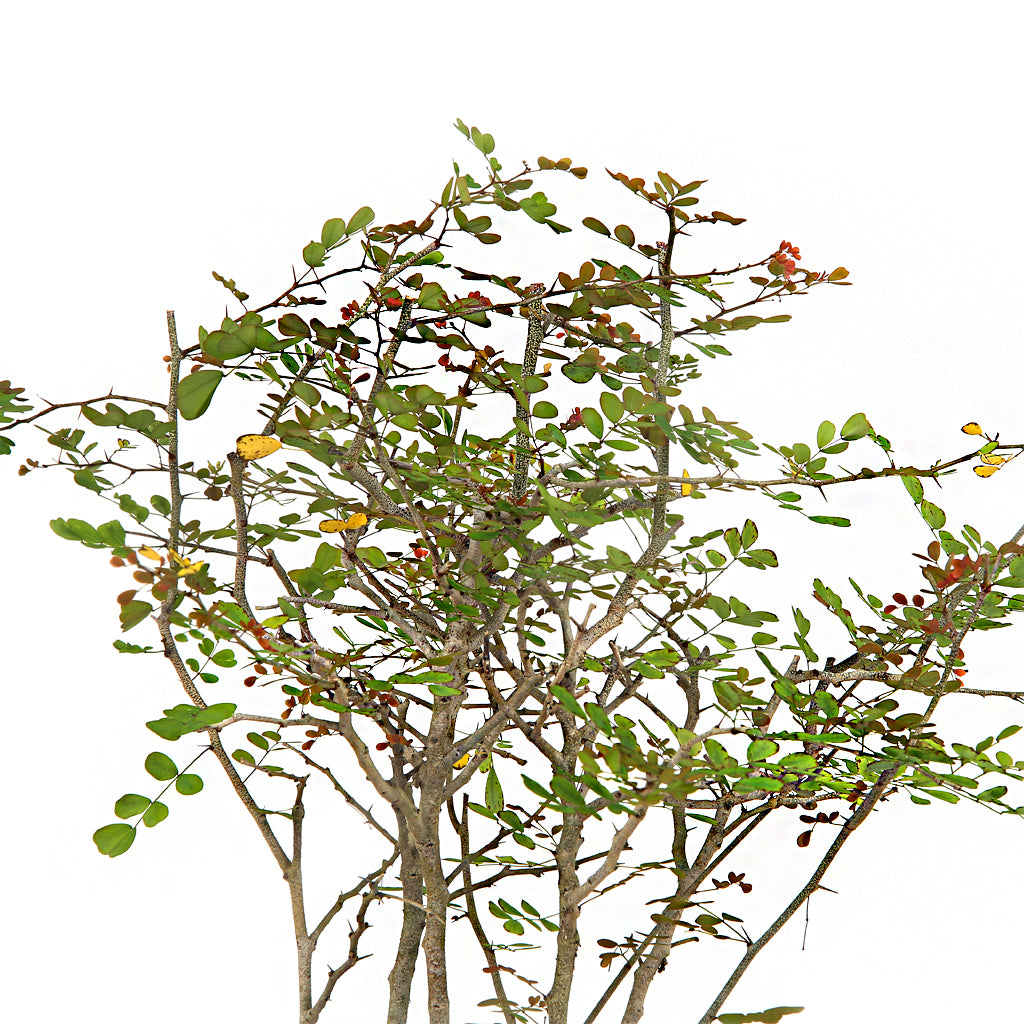 Dividivi Mini Forest With Bonsai Pot