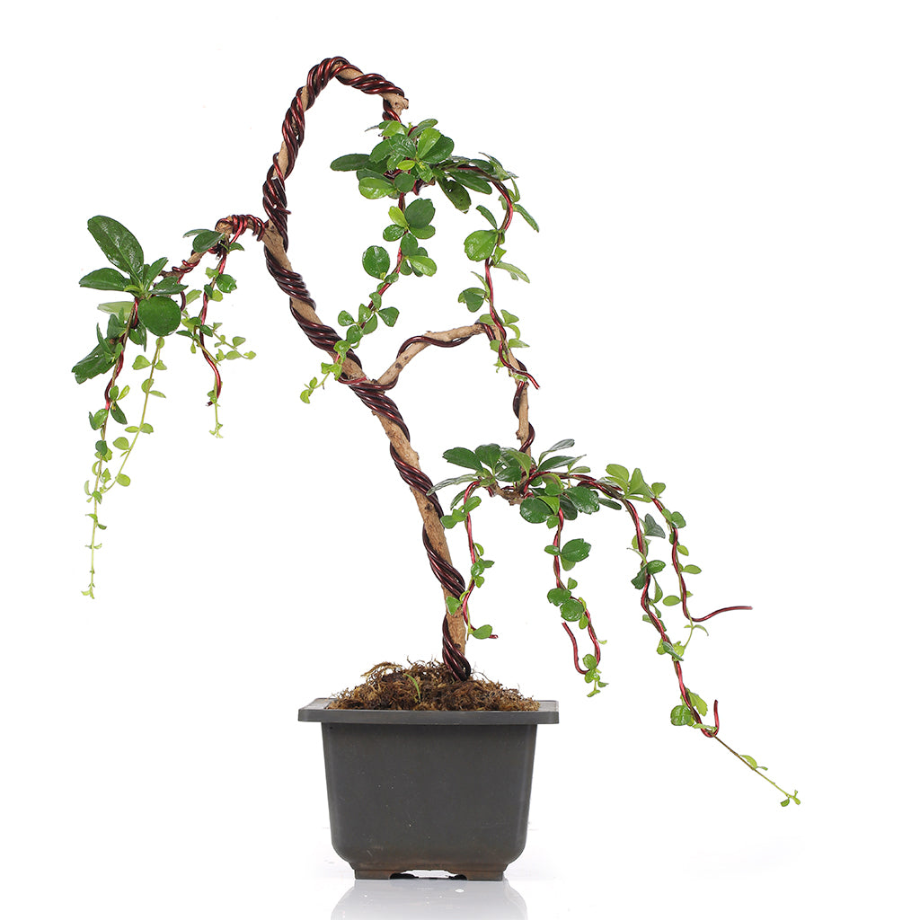 weeping tea tree bonsai Bonsai Carmona Fuken Tea Well Shaped Weeping Style Young Bonsai Tree w – GreenParadiseLive