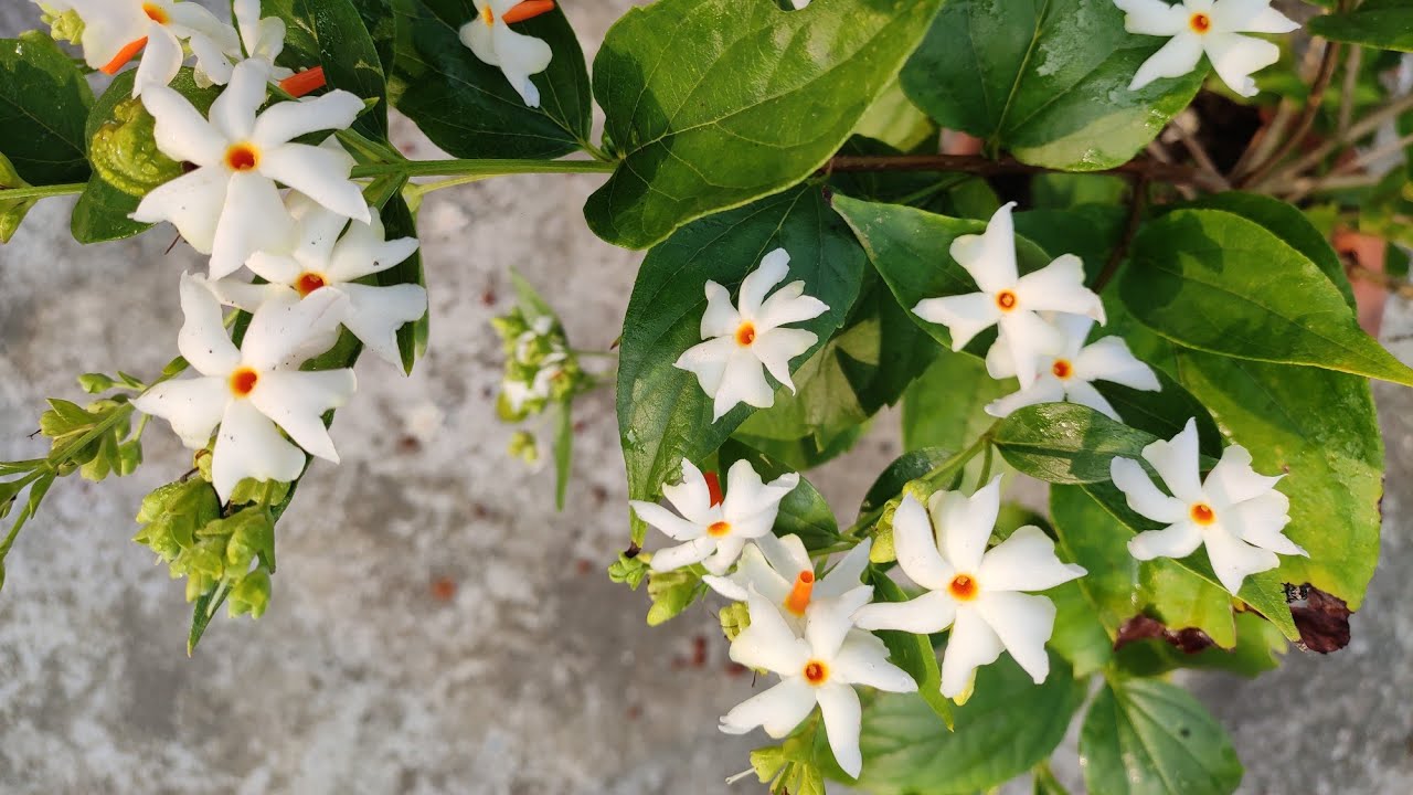 Live Coral Jasmine Night Flowering Parijat harshringar Plant (Pack of 2 Plant)