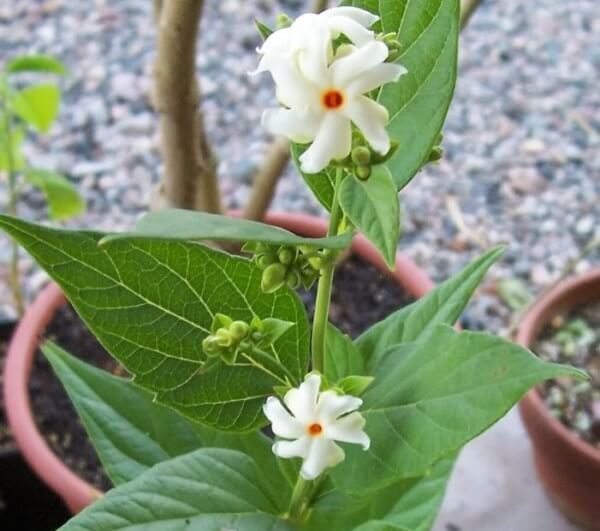 Green Paradise Parijat Plant Night-flowering jasmine Live Plant