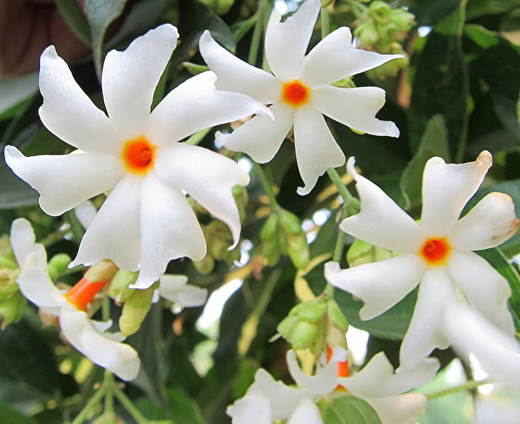 Parijat harshringar and Murraya Madhukamini Plant (Pack of 2 Plant)