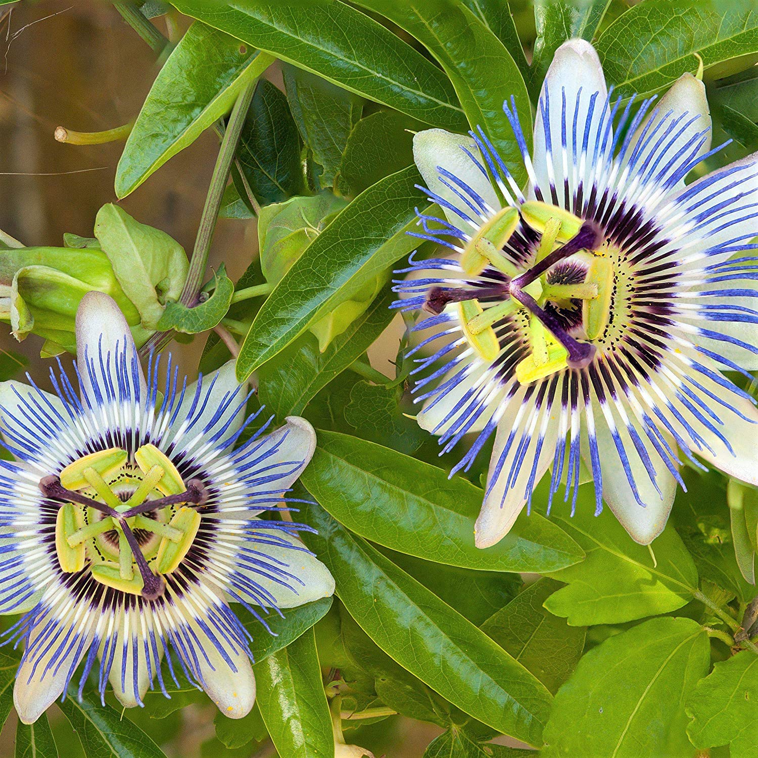 Green Paradise Passionflower Blue Live Plant