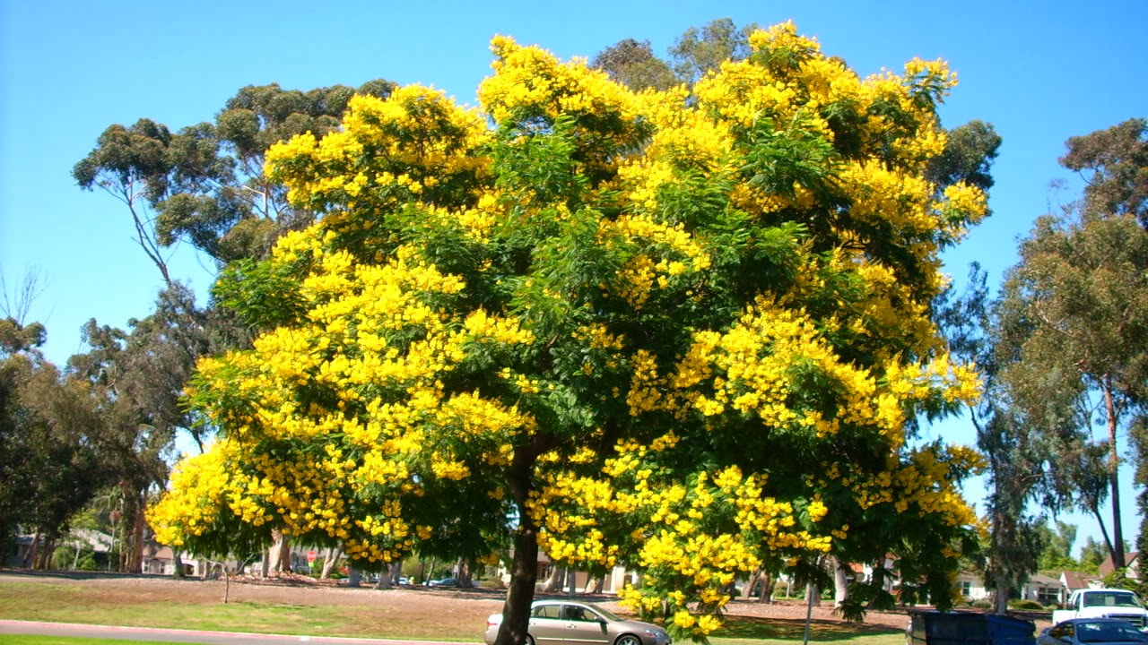 Peltophorum Live Plant