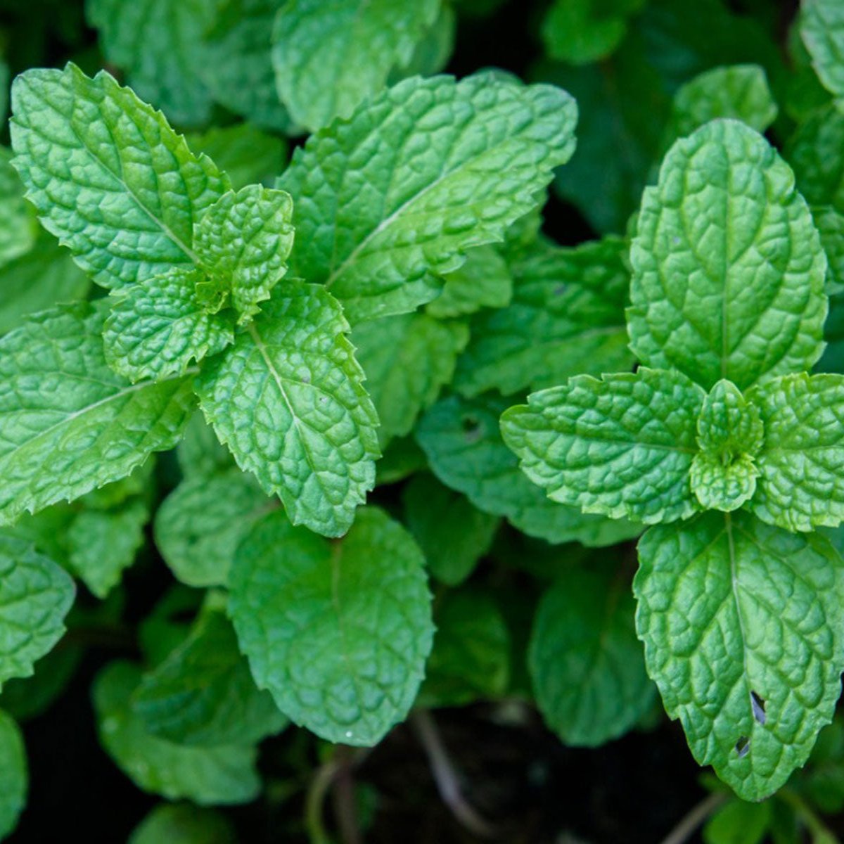 Peppermint plant