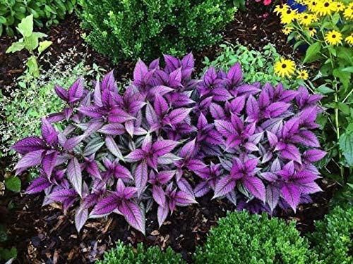 Green Paradise® Persian Shield Plant Live Plant With Pot