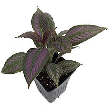 Green Paradise® Persian Shield Plant Live Plant With Pot