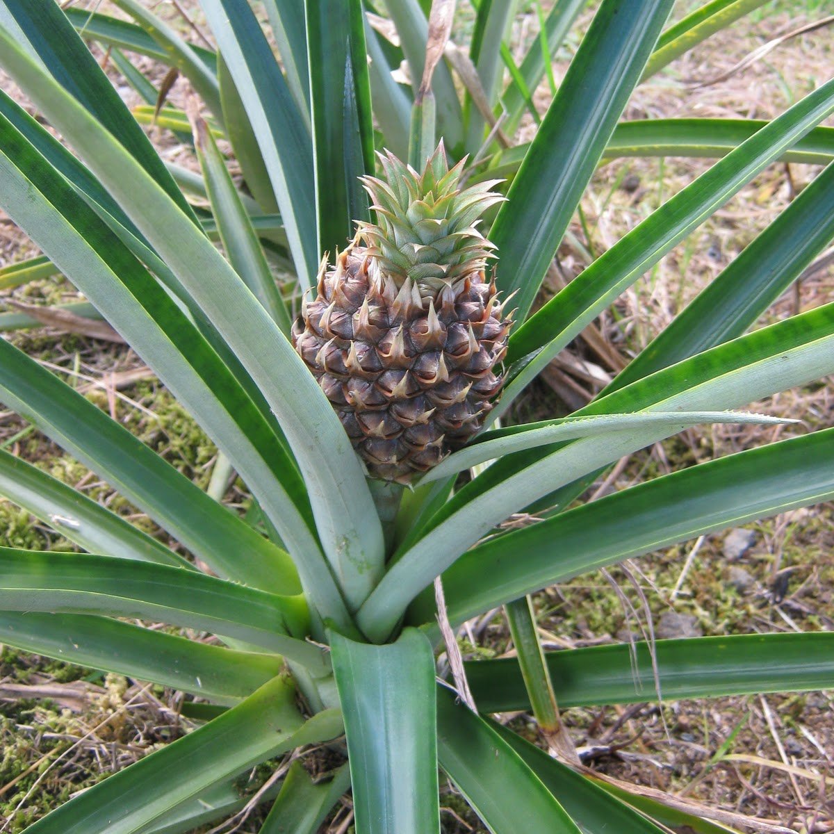 Pineapple Live Plant