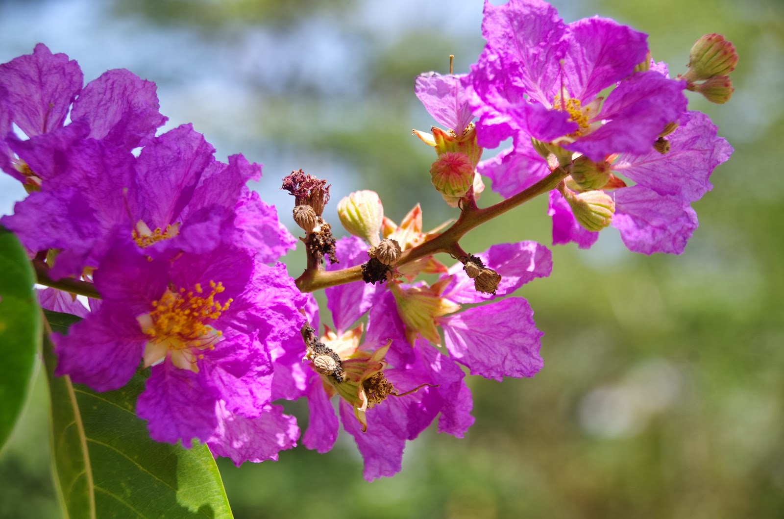 Green Paradise® Legerstomia Pink Lagerstroemia speciosa Queens Crape Myrtle tree Live Sapling Plant