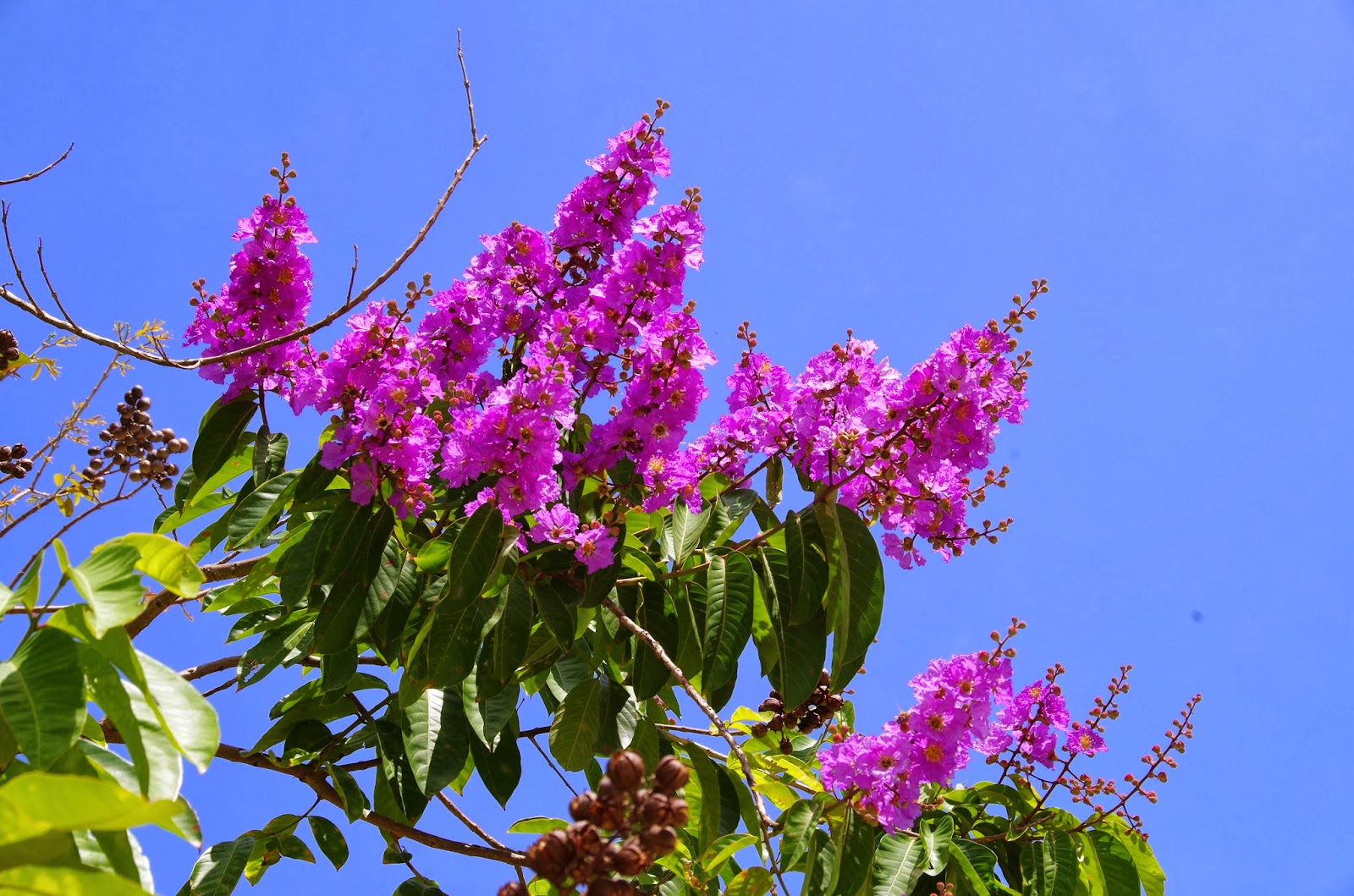 Green Paradise® Legerstomia Pink Lagerstroemia speciosa Queens Crape Myrtle tree Live Sapling Plant
