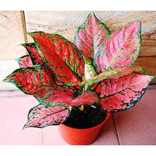 Live Indoor Air Purifying Rotundum Hybrid 'Anjamani Red' Aglaonema Plant with Pot