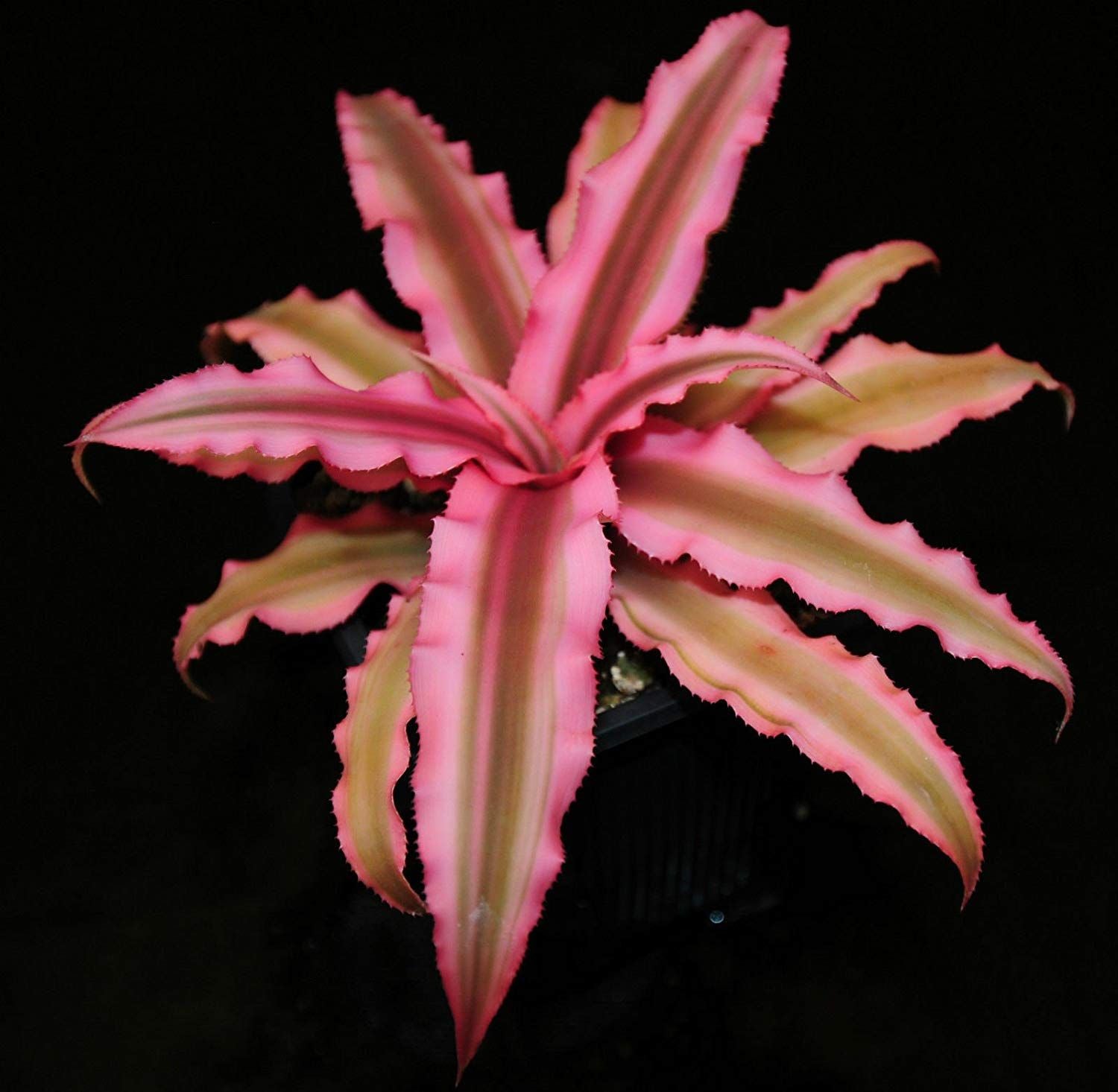 Pink Cryptanthus Live Plant Best Indoor Plant
