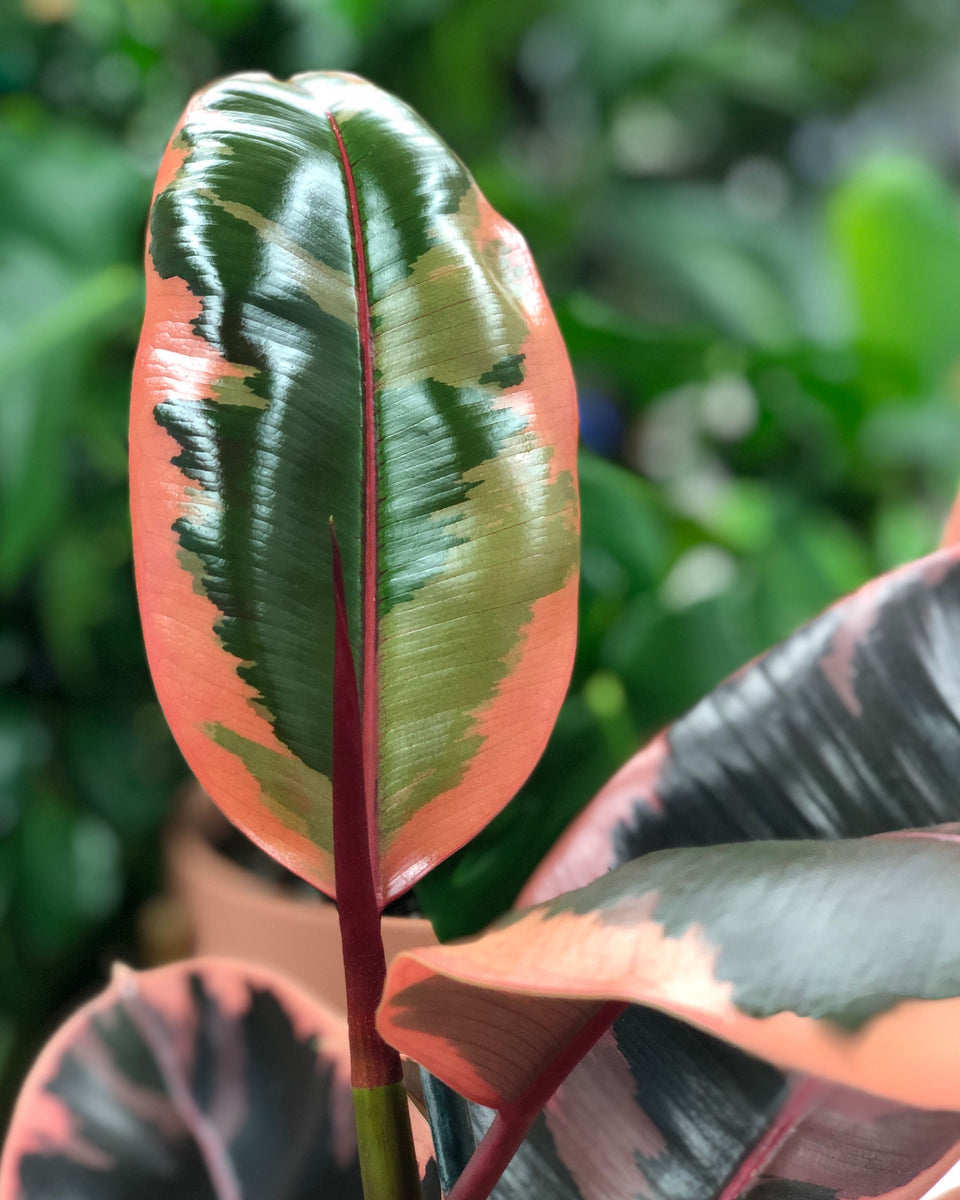 rubber tree plant pink Pink Rubber Plant – GreenParadiseLive
