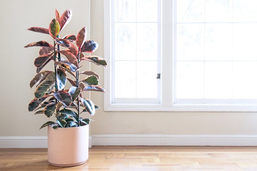 Pink Rubber Plant