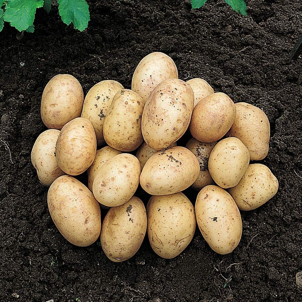 Potato Seeds