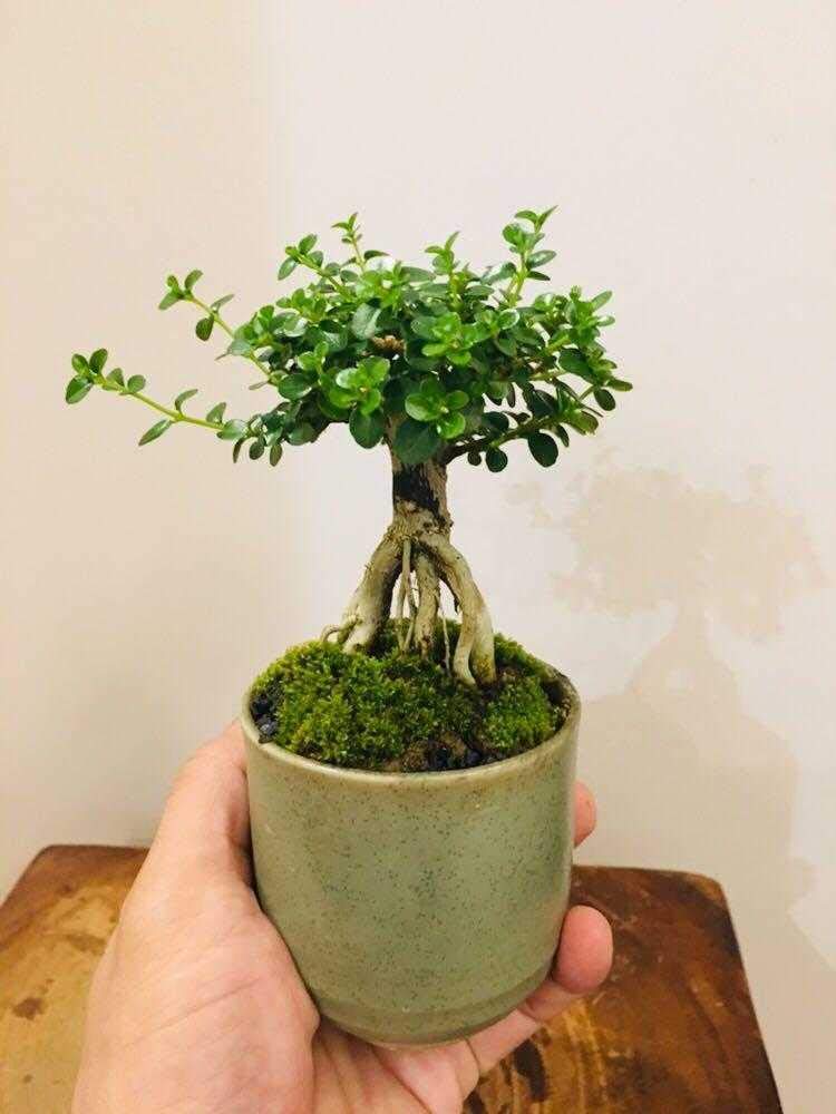 premna tree bonsai Green Paradise® Premna bonsai suitable plant – GreenParadiseLive