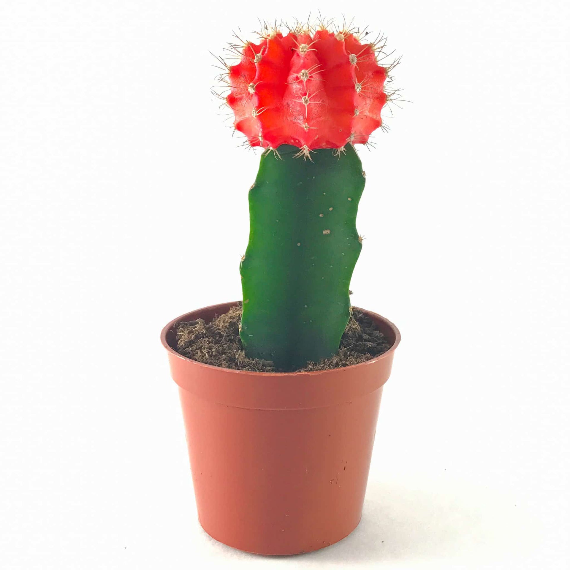 Moon Cactus (Red)