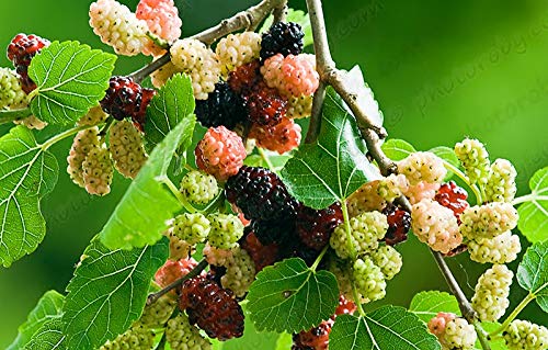 Red Mulberry Live Plant Suitable For Bonsai