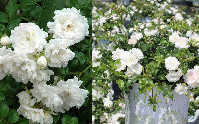 Summersnow Rose Bunch Roses Throneless Roses Plant
