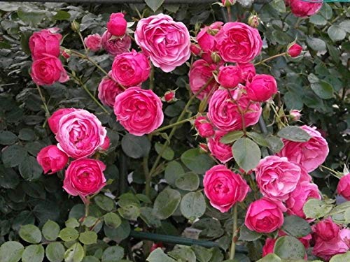 Mini Pink Bunch Roses Plant